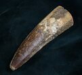 Large Spinosaurus Tooth #7985-1